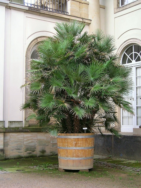 A very large, potted, multi-stemmed palm on a terrace.