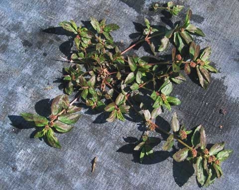 Chamaesyce hirta (L.)