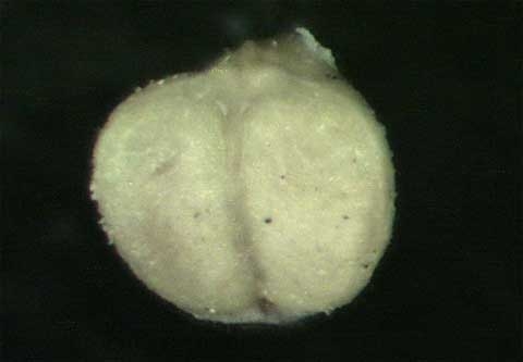 Chamaesyce hirta (L.)