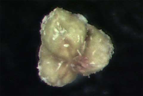 Chamaesyce hirta (L.)