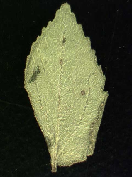 Chamaesyce hirta (L.)
