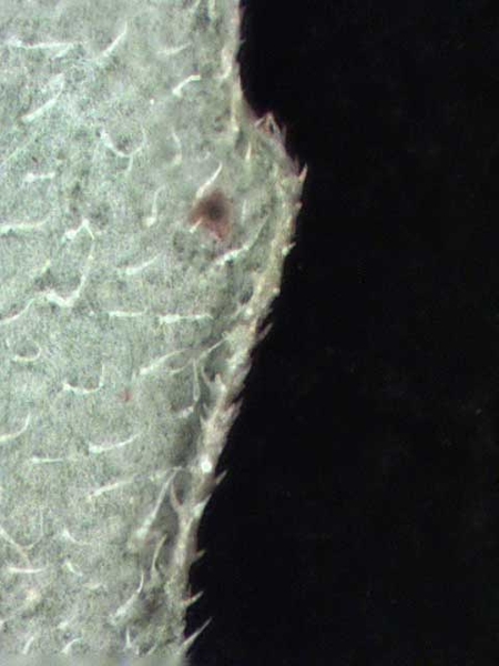 Chamaesyce hirta (L.)