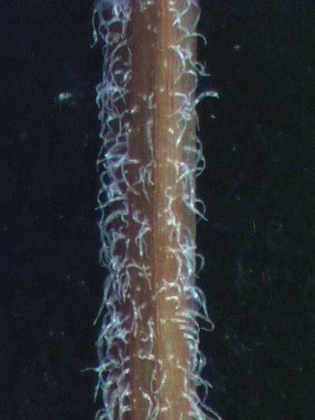 Chamaesyce hirta (L.)