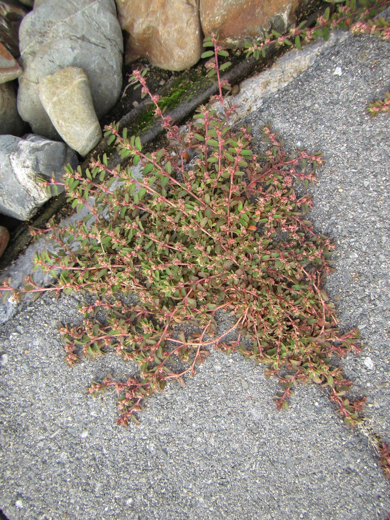 Leaves and Form