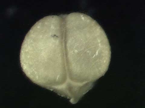 Fruit