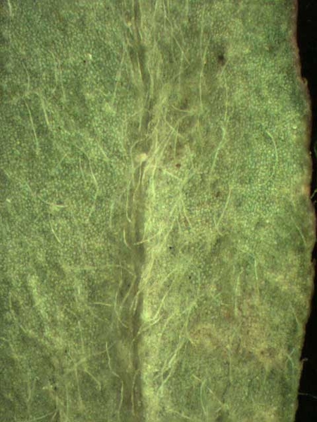 Leaf