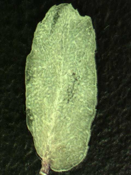 Abaxial Leaf Surface