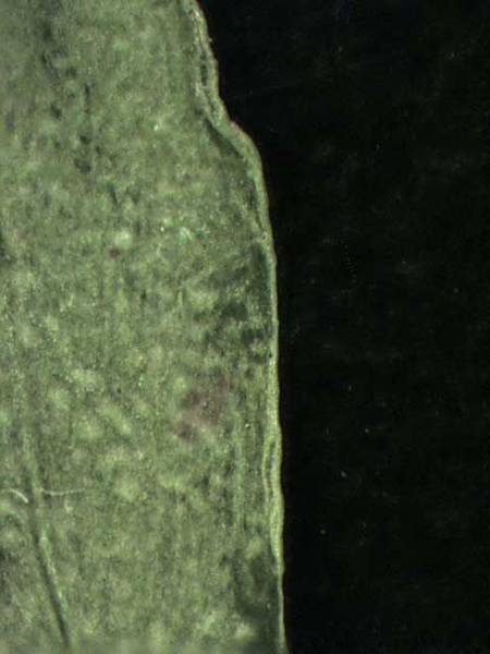Leaf Margin