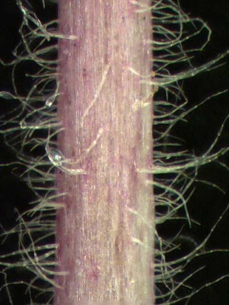 Stem