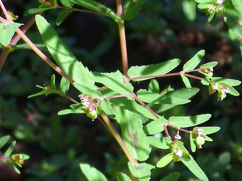 leaves