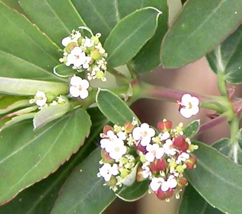 Chamaesyce nutans