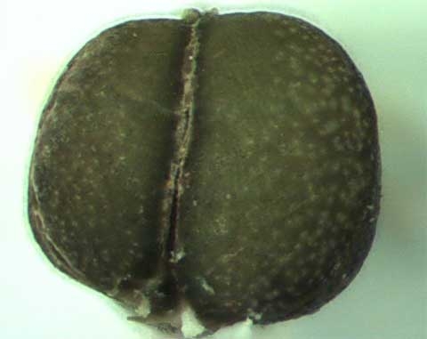 Chamaesyce nutans