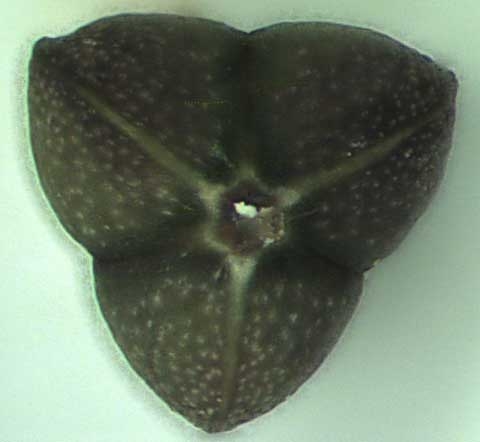 Chamaesyce nutans