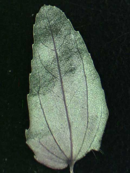 Chamaesyce nutans