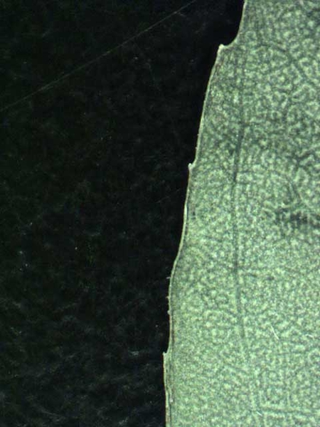 Chamaesyce nutans