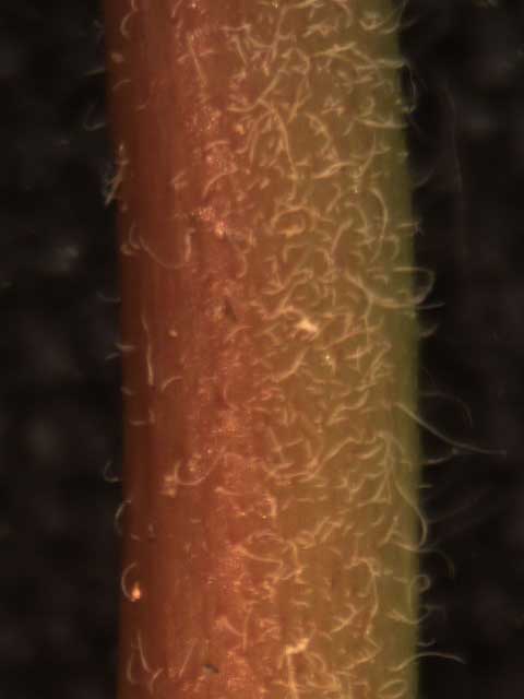 Chamaesyce nutans stem