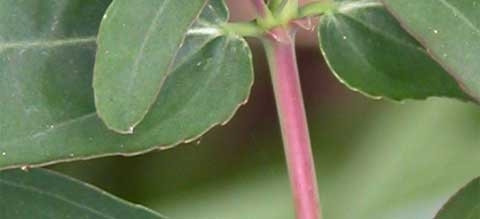 Chamaesyce nutans