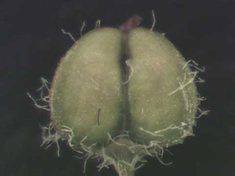 Chamaesyce prostrata fruit