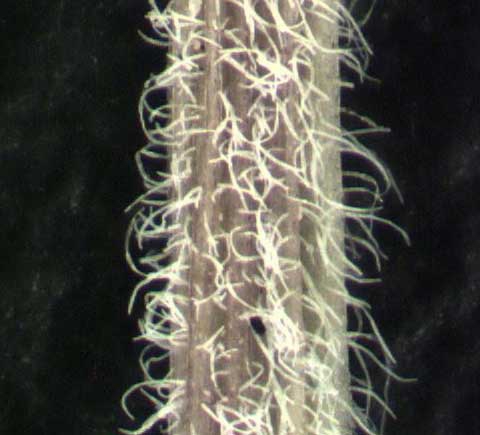 Chamaesyce prostrata stem