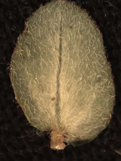 Chamaesyce prostrata abaxial leaf surface