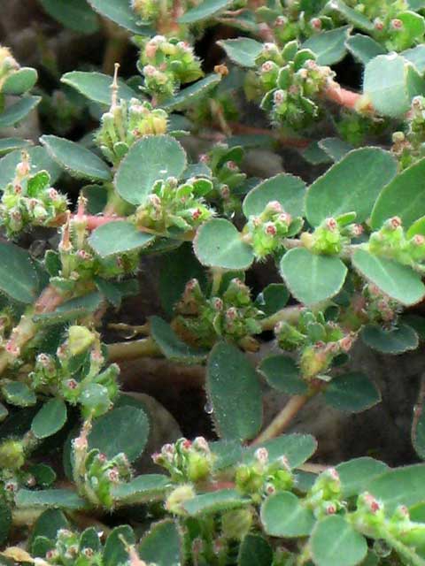 Chamaesyce prostrata habit closeup