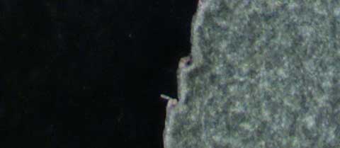 Chamaesyce prostrata leaf margin