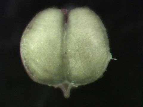 Chamaesyce serpens