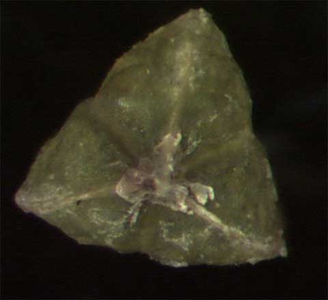 Chamaesyce serpens
