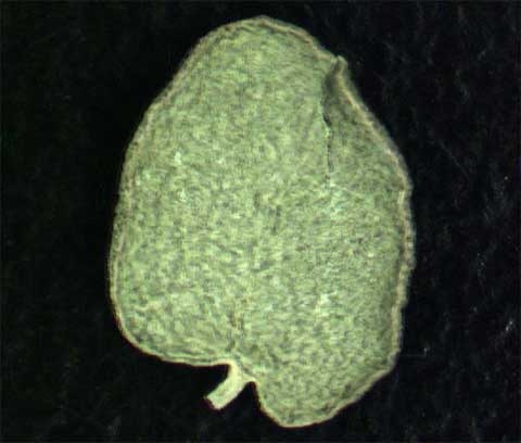 Chamaesyce serpens
