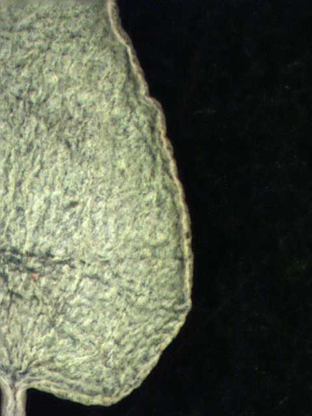 Chamaesyce serpens