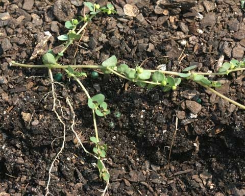 Chamaesyce serpens