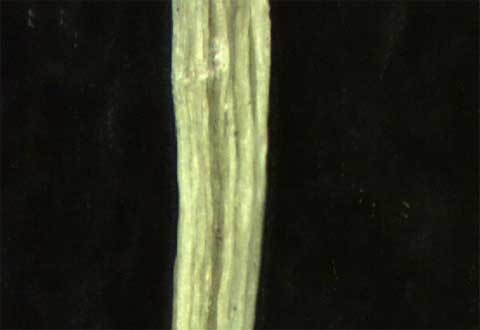 Chamaesyce serpens