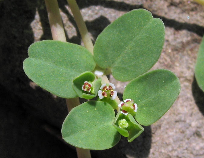 leaves and flowers