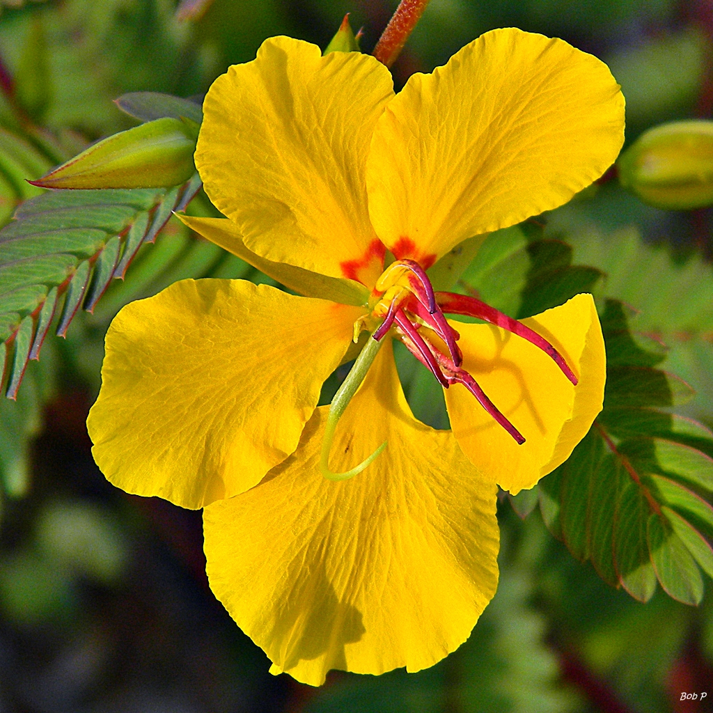 Close up of flower