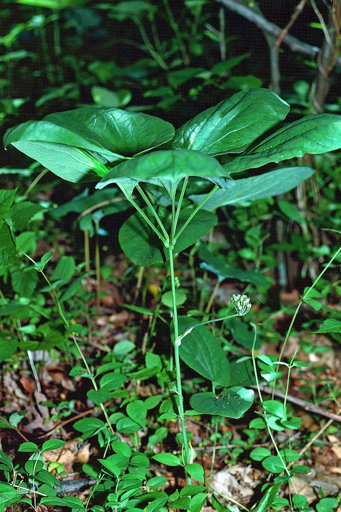Form