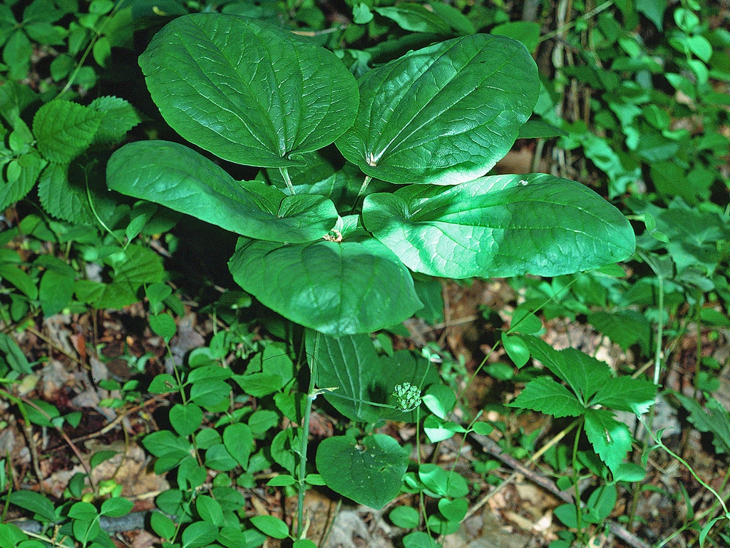 Leaves