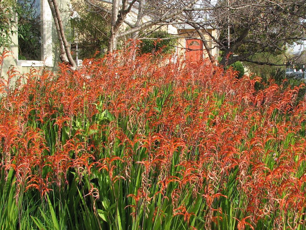 Flower bicolor