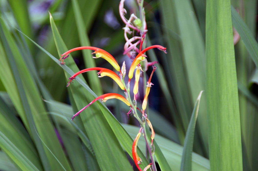 Flower bicolor