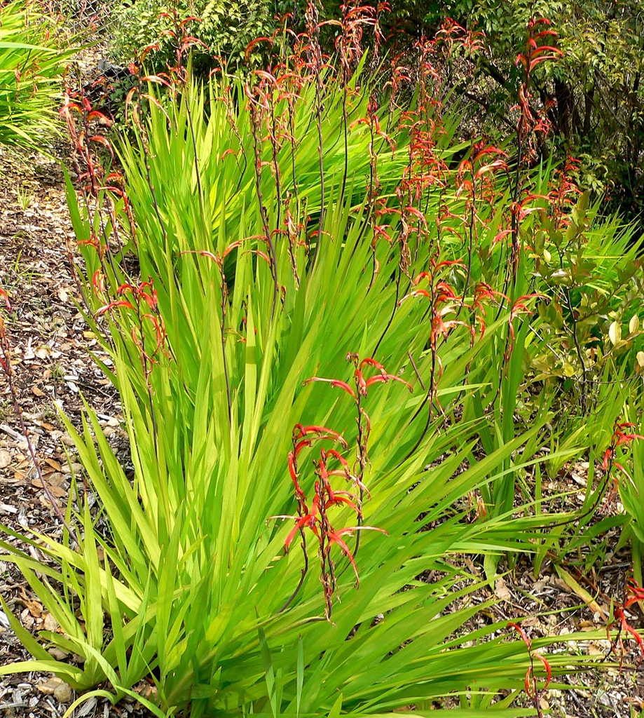 Flower and leaves