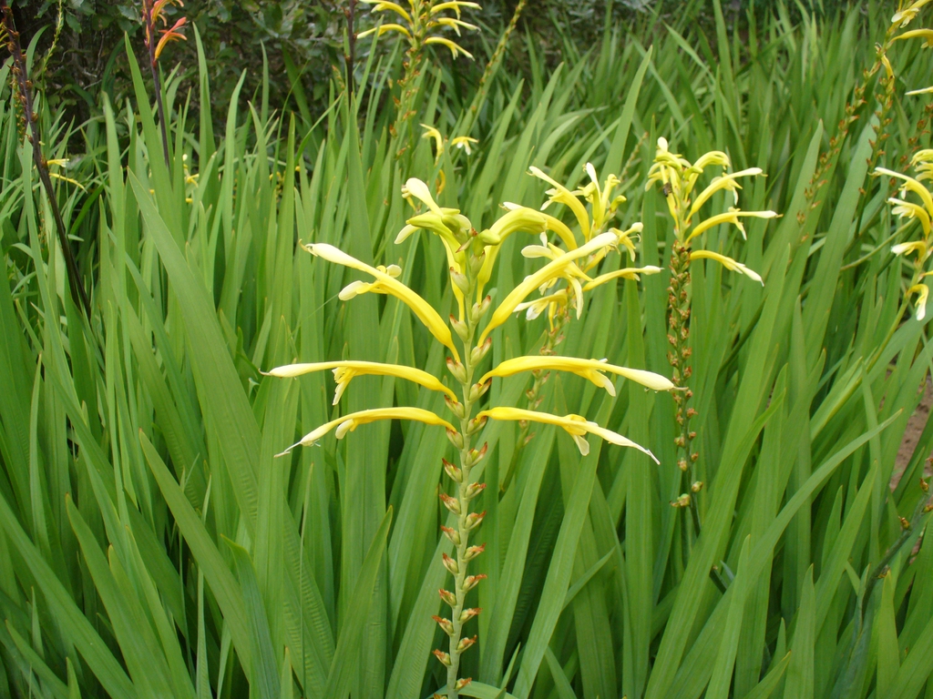 Yellow flowers