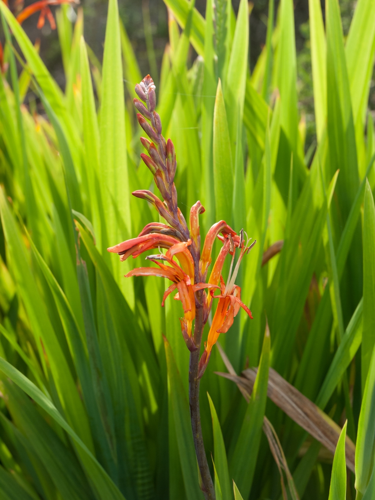 Flower and leaves