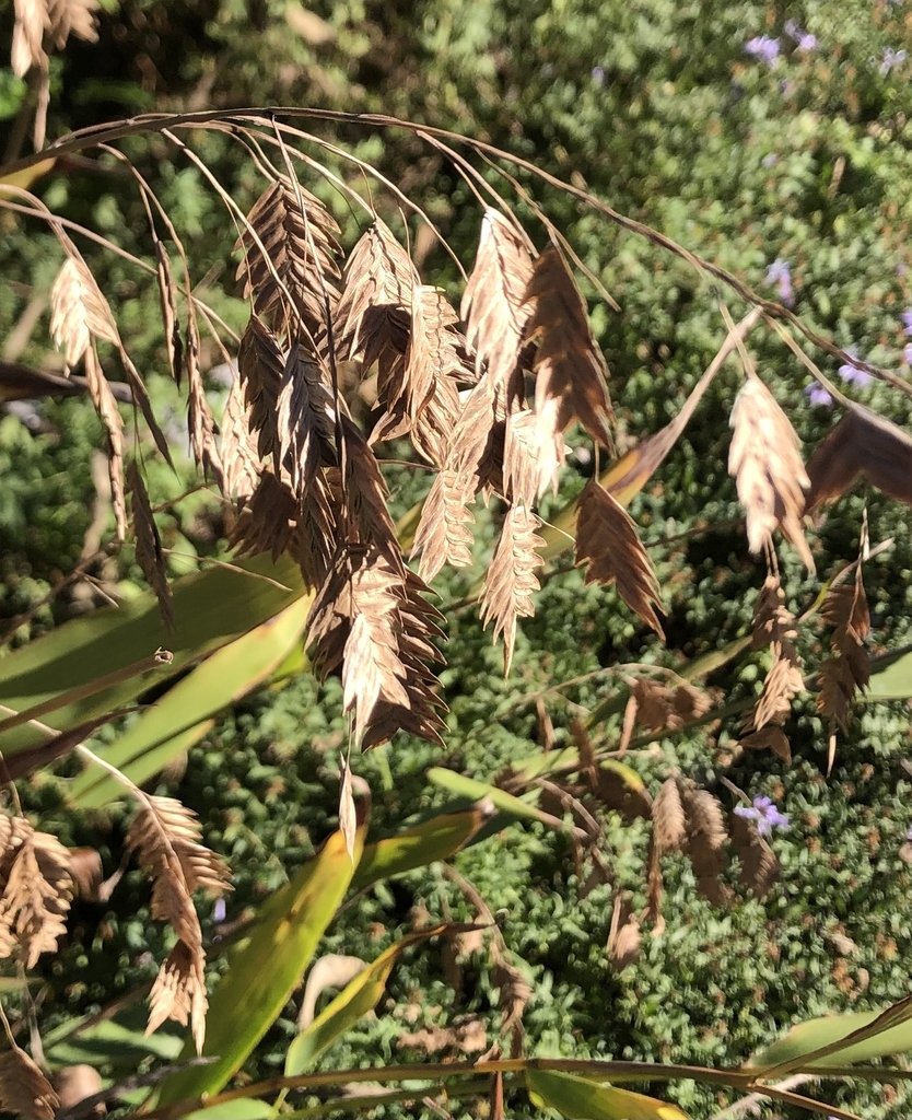 Flowers - November - Wake Co., NC