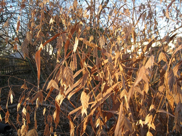 Chasmanthium latifolium
