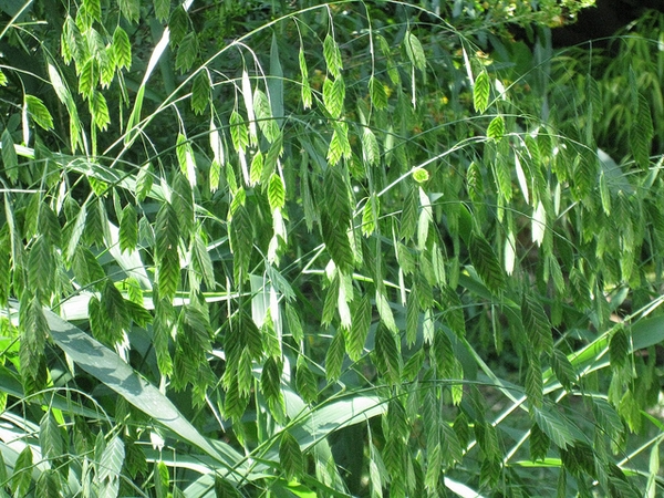 Chasmanthium latifolium