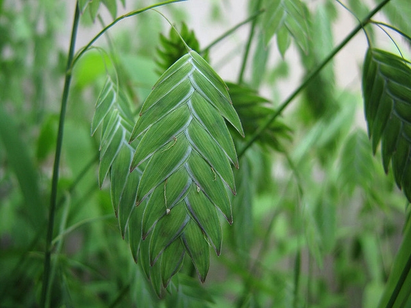 Chasmanthium latifolium