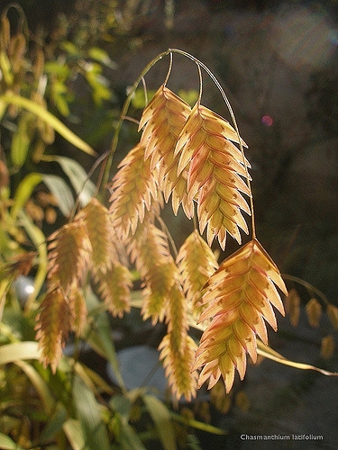 Chasmanthium latifolium