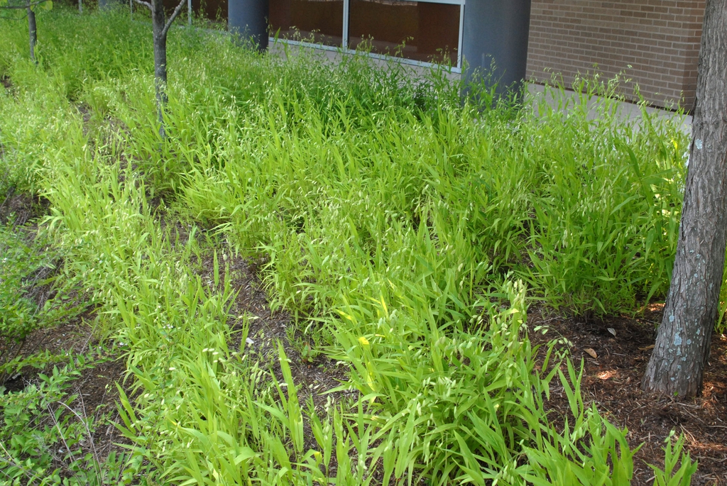 Chasmanthium latifolium Form