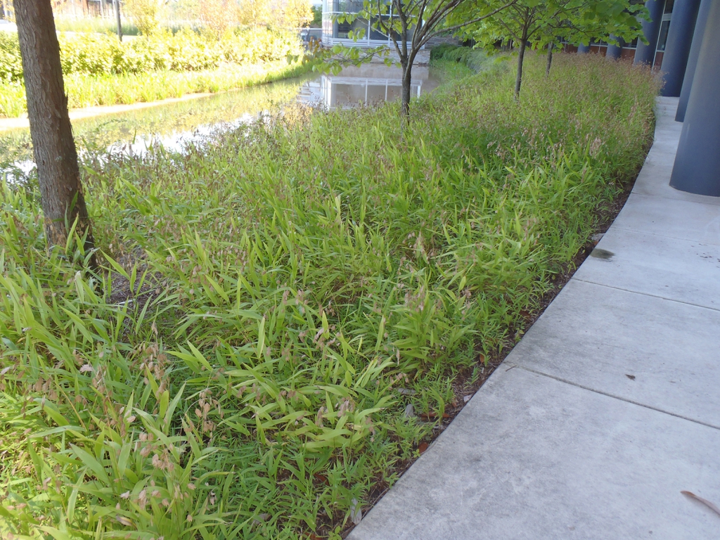 Chasmanthium latifolium Form