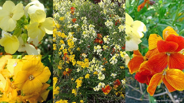 Cheiranthus cheiri