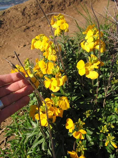 Cheiranthus cheiri
